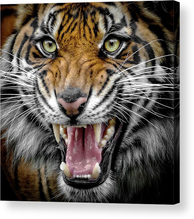 Sumatran Tiger Snarl Acrylic Print featuring the photograph Sumatran Tiger Snarl by Wes and Dotty Weber