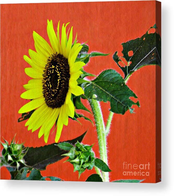 Sunflower Acrylic Print featuring the photograph Sunflower on Red 2 by Sarah Loft