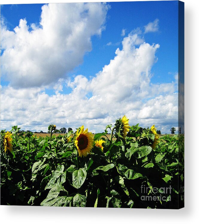 Sunflowers Acrylic Print featuring the photograph Sunflowers by Jeff Barrett