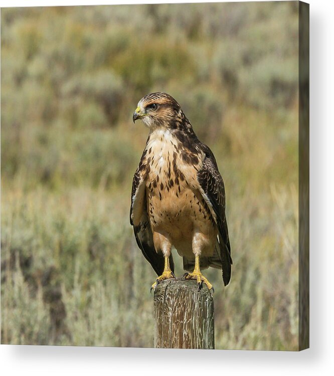 Hawk Acrylic Print featuring the photograph Sunning In The Afternoon by Yeates Photography