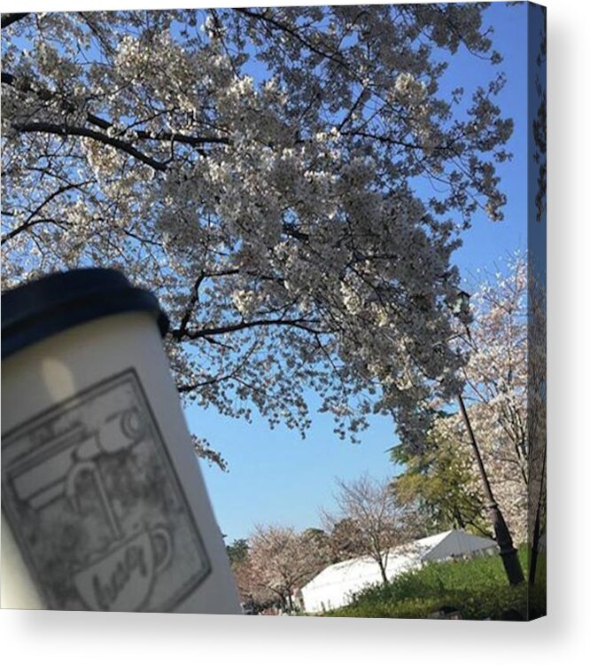 Sakura Acrylic Print featuring the photograph Sunny Day Where Filter Is Very Not by Mika Nakajima