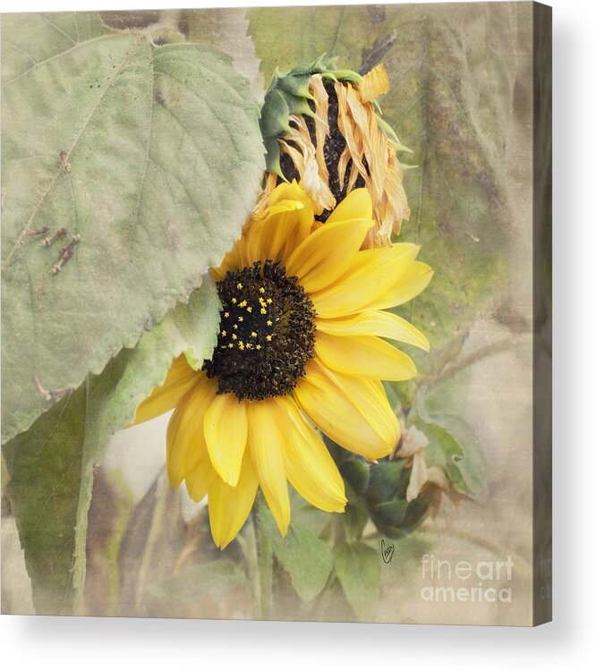 Sunflower Acrylic Print featuring the photograph Last sunflower by Cindy Garber Iverson