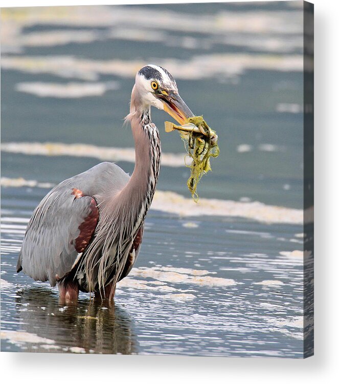 Great Blue Heron Acrylic Print featuring the photograph Sushi Time by Carl Olsen