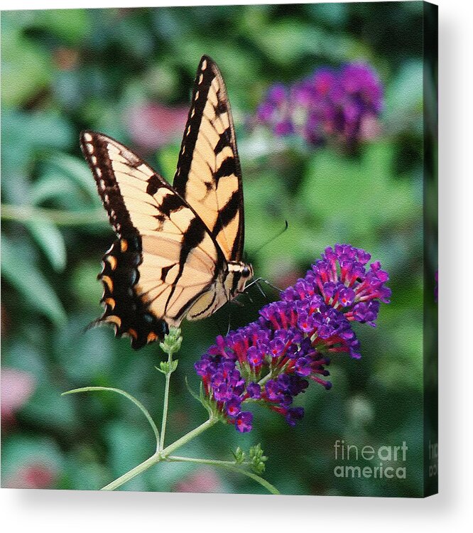 Swallowtail Acrylic Print featuring the photograph Swallowtail Butterfly 1 by Sue Melvin
