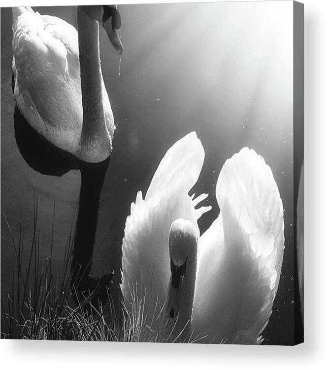 Swan Acrylic Print featuring the photograph Swan Lake In Winter - Kingsbury Nature by John Edwards