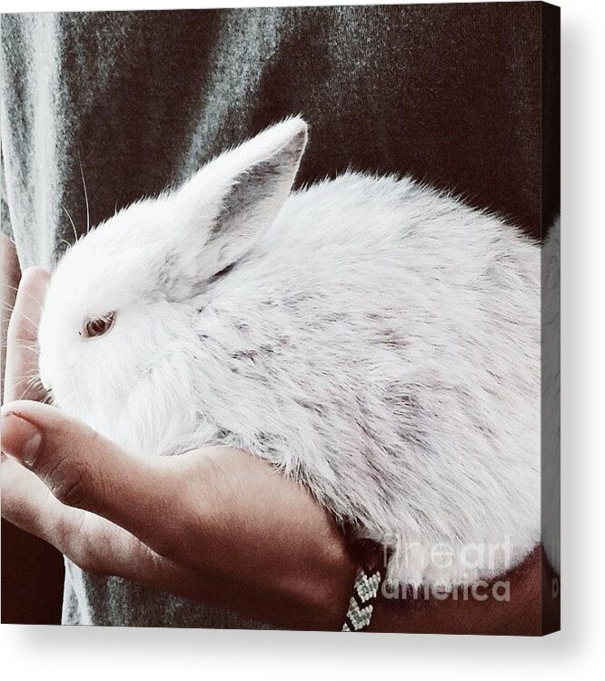 Bunny Acrylic Print featuring the photograph Sweet Bunny Love by Sharon Mau