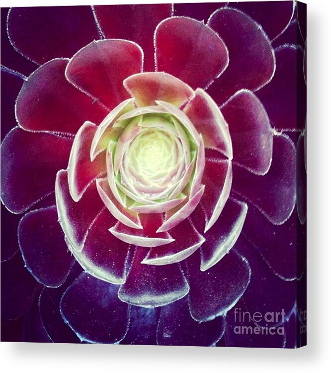 Plant Acrylic Print featuring the photograph Symmetry by Denise Railey