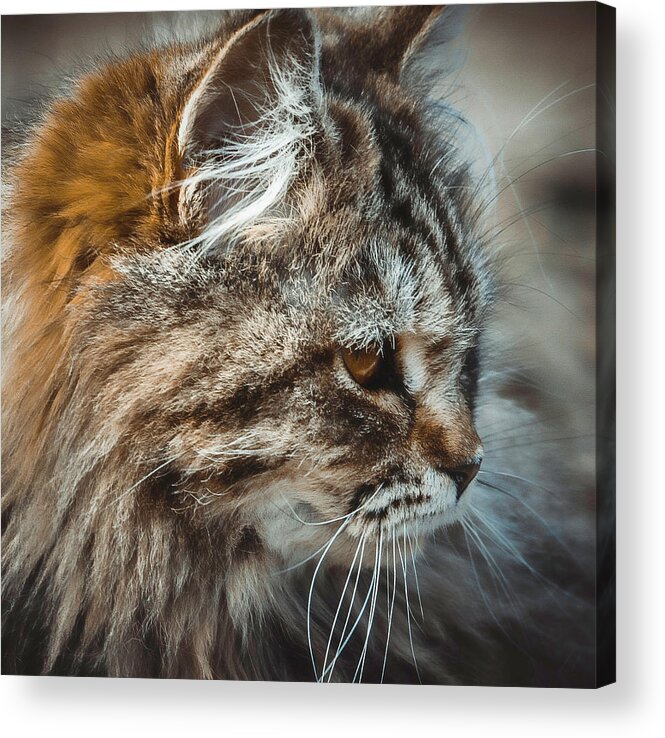 Cat Acrylic Print featuring the photograph Tangerine by Cathy Harper