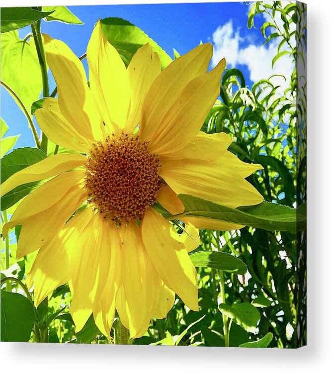 Sunflower Acrylic Print featuring the photograph Tangled Sunflower by Brian Eberly