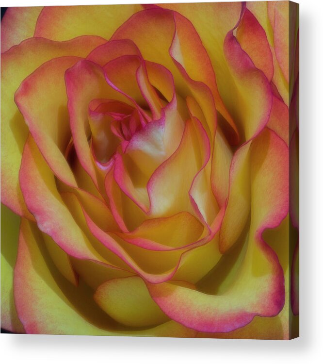 Rose Acrylic Print featuring the photograph Technicolor Rose by John Roach