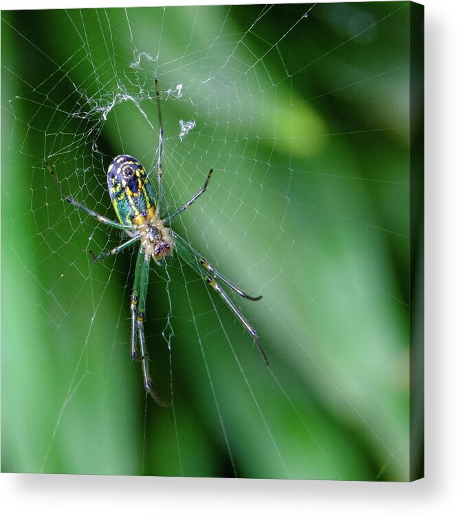 Basilica Orb Weaver Spider Acrylic Print featuring the photograph Technicolor Spider by Georgette Grossman