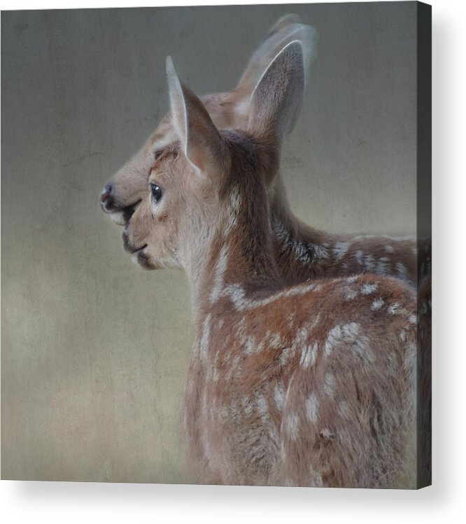 Fawn Acrylic Print featuring the photograph The Adoration by Sally Banfill