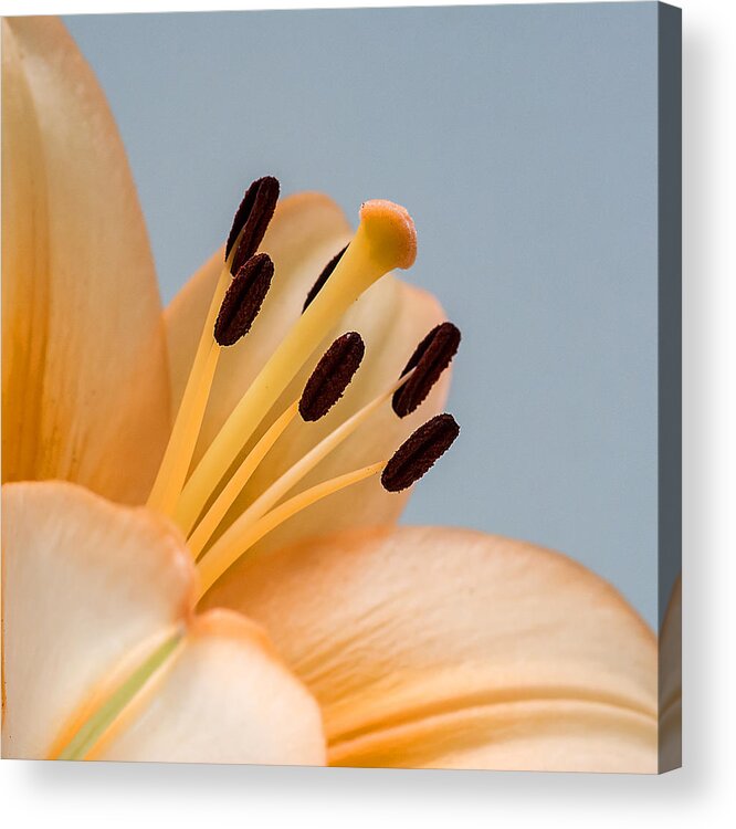 Lily Acrylic Print featuring the photograph The Beginning by Cathy Kovarik