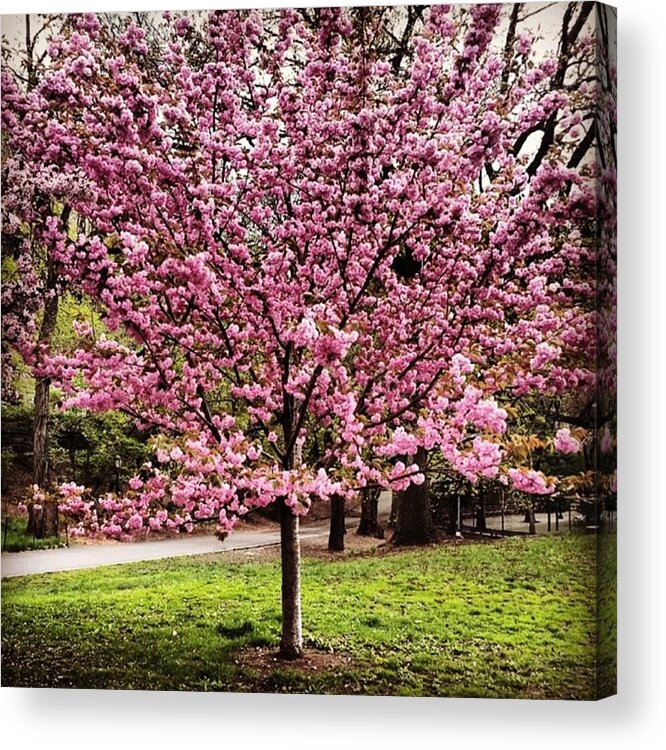 Bloom Acrylic Print featuring the photograph The #cherry #blossoms Look Stunning by Matt Sweetwood