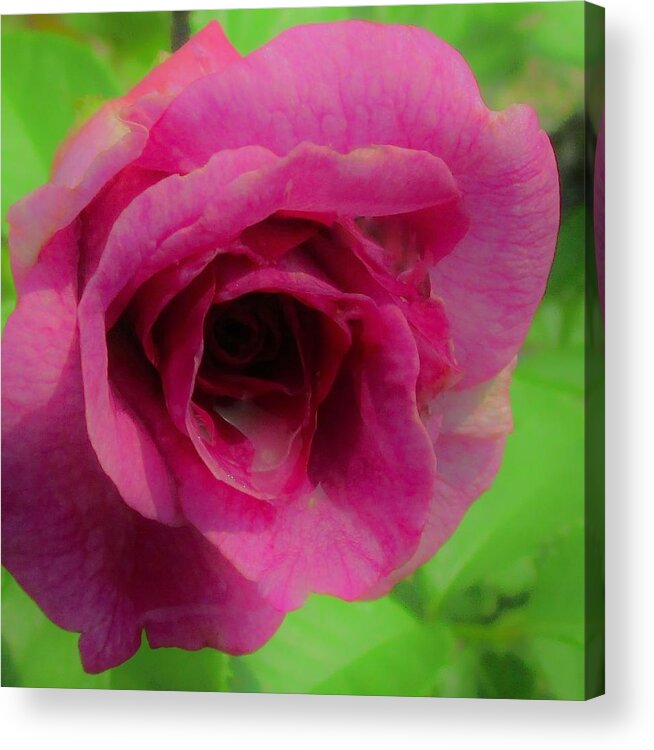 Rose Acrylic Print featuring the photograph The Color of Love by Sharon Ackley