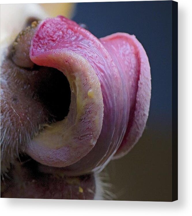 Love Acrylic Print featuring the photograph The Dog Tongue Is Speaking. Listen by David Haskett II