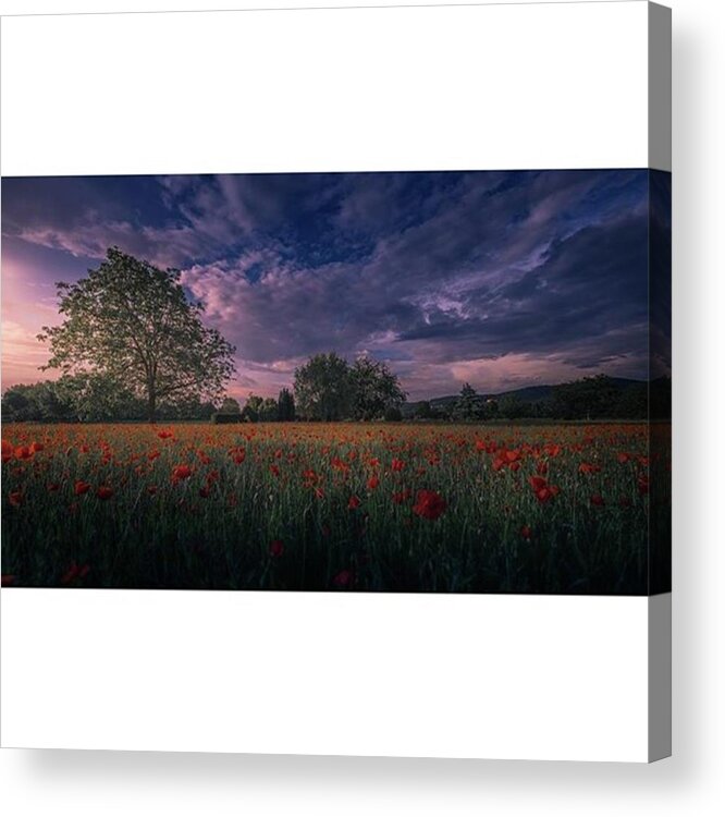Beautiful Acrylic Print featuring the photograph The Last Photo Of My Poppy by Jeffrey Groneberg