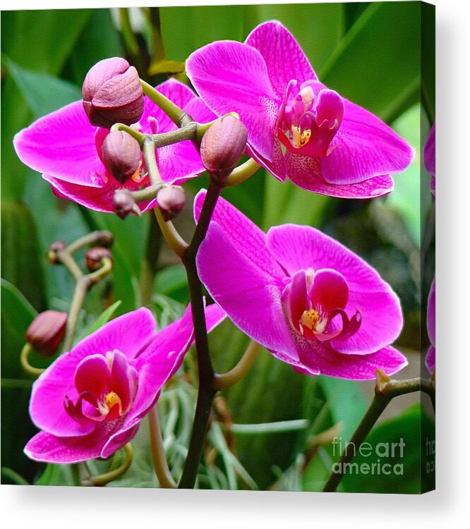 Orchid Acrylic Print featuring the photograph The Orchid Dance by Sue Melvin