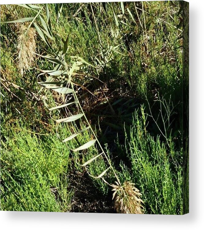 Love Acrylic Print featuring the photograph There's Always One. The Common Marsh by In My Click Photography