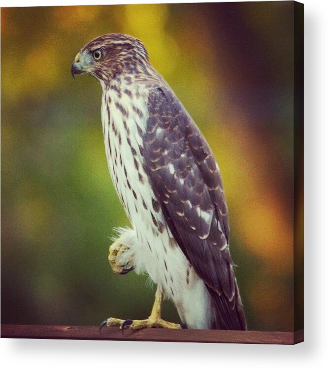 Birding Acrylic Print featuring the photograph Coopers Hawk by Hermes Fine Art