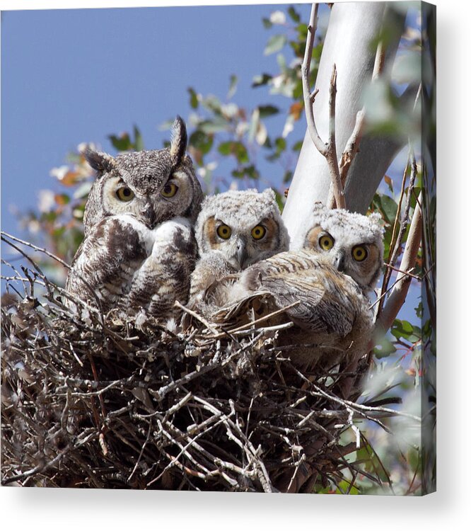 Great Horned Owl Acrylic Print featuring the photograph Three pairs of eyes by Elvira Butler