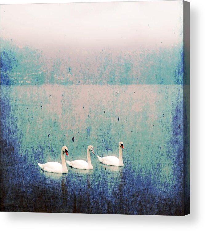 Swan Acrylic Print featuring the photograph Three Swans by Joana Kruse