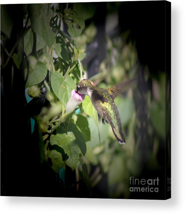 Small; Young; Flying; Wings Spread Out; Mid Flight; Hummingbird; Bird; Tiny; Nature; Photography; Cathy Beharriell Acrylic Print featuring the photograph Through Garden Gates by Cathy Beharriell