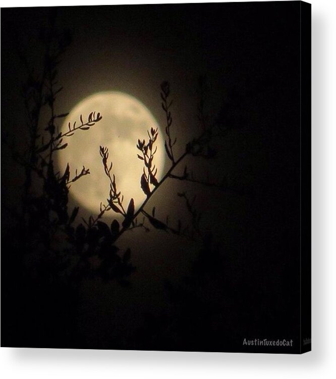 Atmosphere Acrylic Print featuring the photograph #throwback To Last #night's #moonshine by Austin Tuxedo Cat