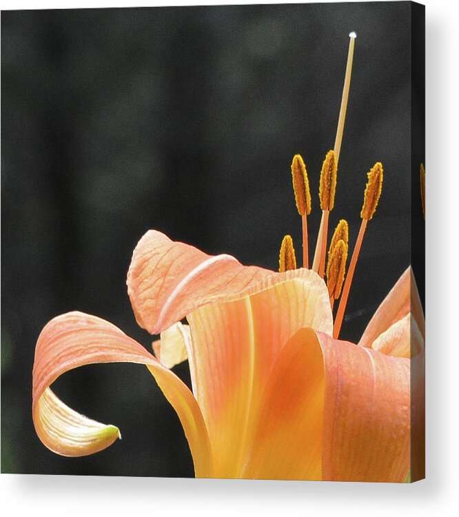 Wildflowers Acrylic Print featuring the photograph Tiger Lily by Tana Reiff