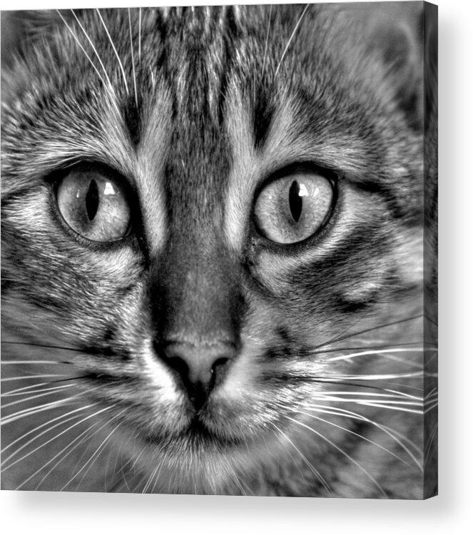 Tom Acrylic Print featuring the photograph Tom by Russell Styles