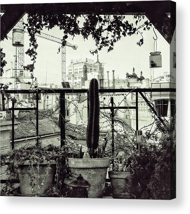 Madrid Acrylic Print featuring the photograph Tom's Garden
#plant #garden #balcony by Rafa Rivas