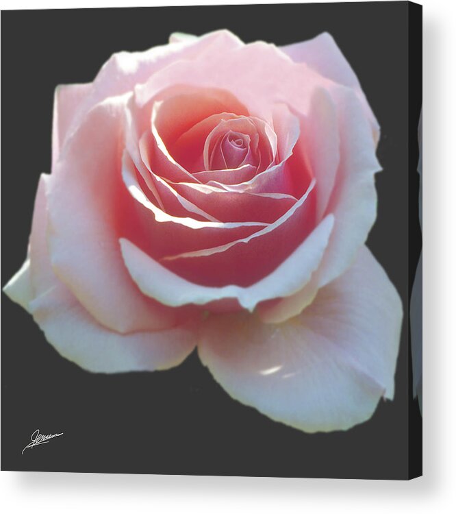 Nature Acrylic Print featuring the photograph Tournament of Roses by Phil Jensen