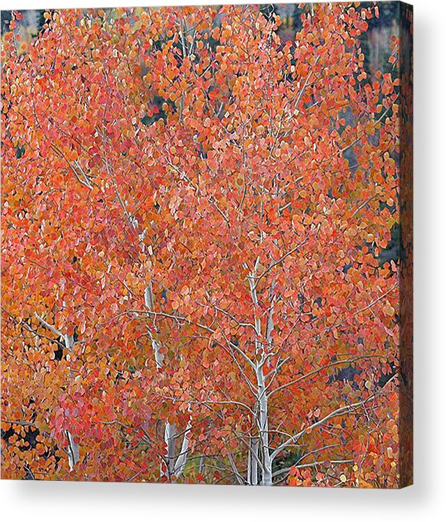 Autumn Acrylic Print featuring the digital art Translucent Aspen Orange by Gary Baird