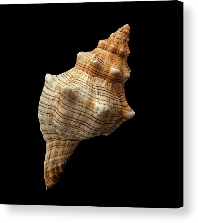 Seashell Acrylic Print featuring the photograph Trapezium Horse Conch shell by Jim Hughes