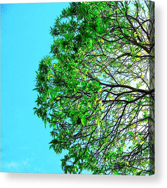  Acrylic Print featuring the photograph Tree #3 by Julie Gebhardt
