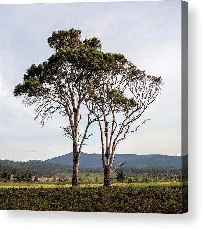 Trees Acrylic Print featuring the photograph Tree Duo by Anthony Davey