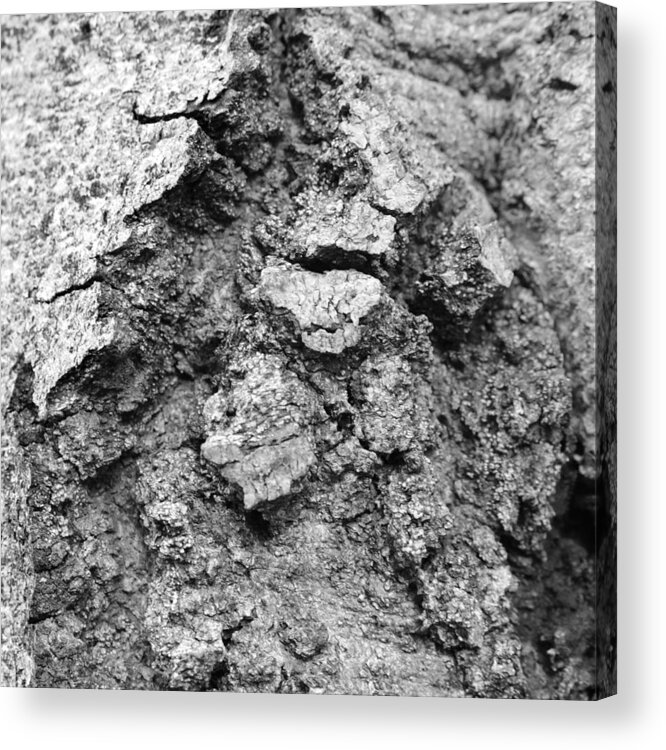 Tree Acrylic Print featuring the photograph Tree Textures 4 by Frank Mari