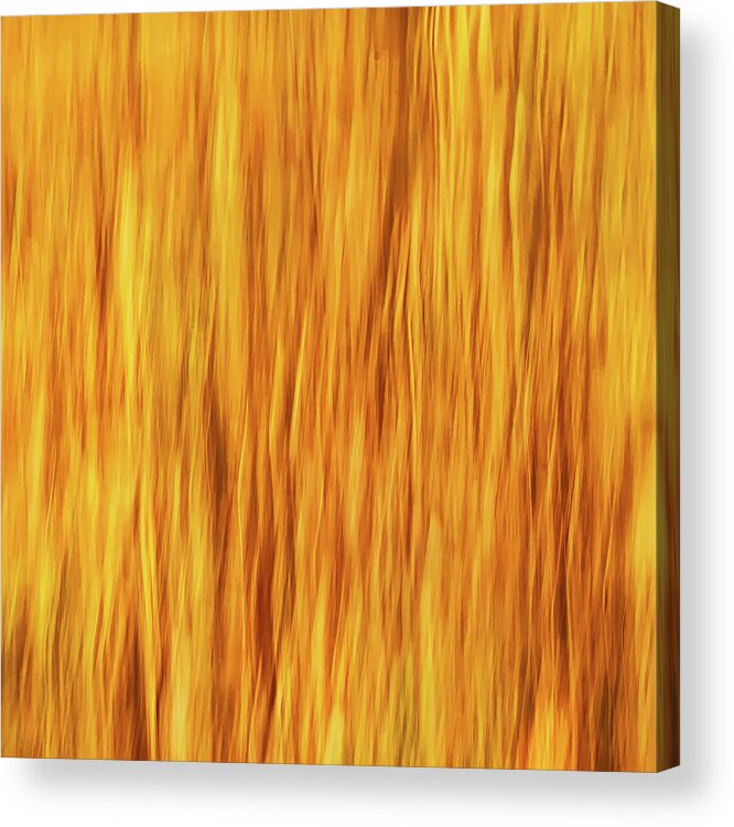 Abstract Acrylic Print featuring the photograph Trees On Fire Abstract by Gary Slawsky