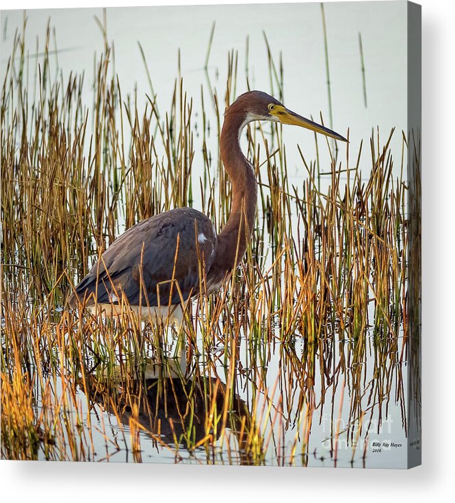 Herons Acrylic Print featuring the photograph Tricolored Heron - Egretta Tricolor by DB Hayes