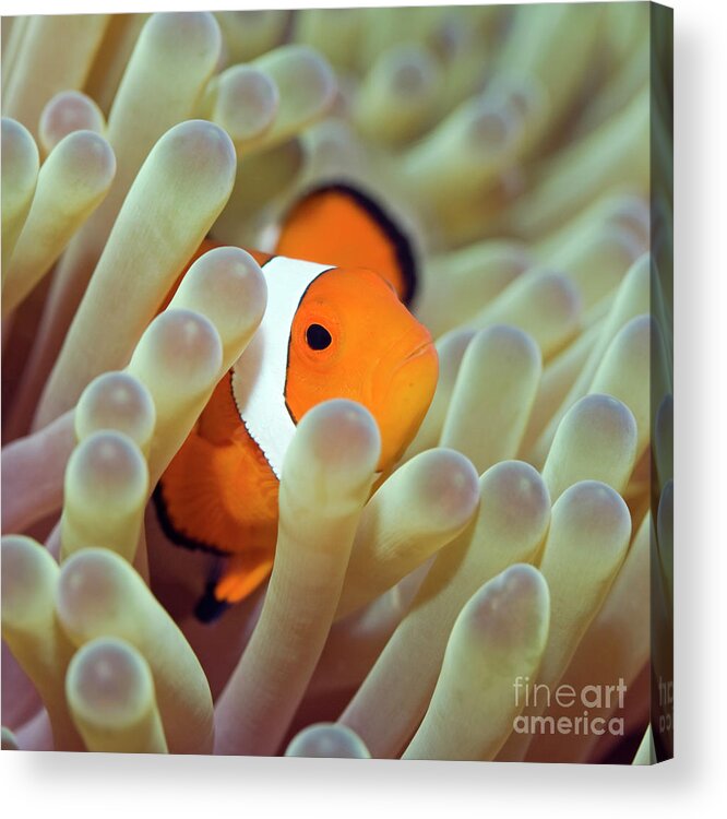 Clownfish Acrylic Print featuring the photograph Tropical fish Clownfish by MotHaiBaPhoto Prints