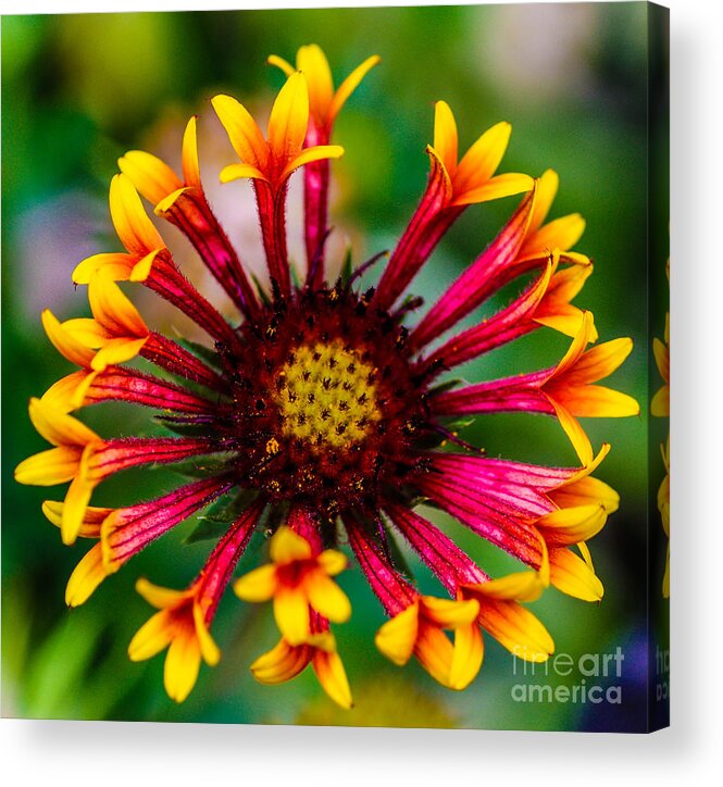 Flower Acrylic Print featuring the photograph Trumpet flower by Gerald Kloss