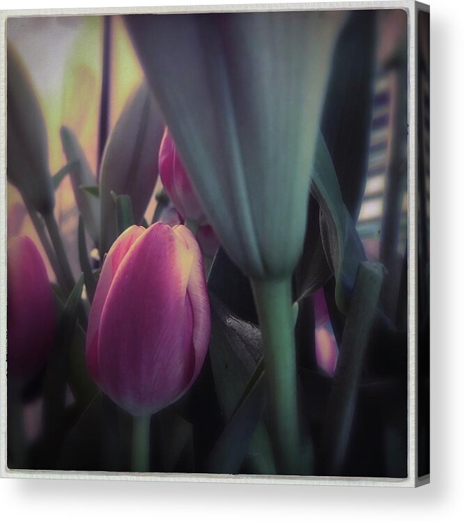 Tulip Acrylic Print featuring the photograph Tulip by Anne Thurston