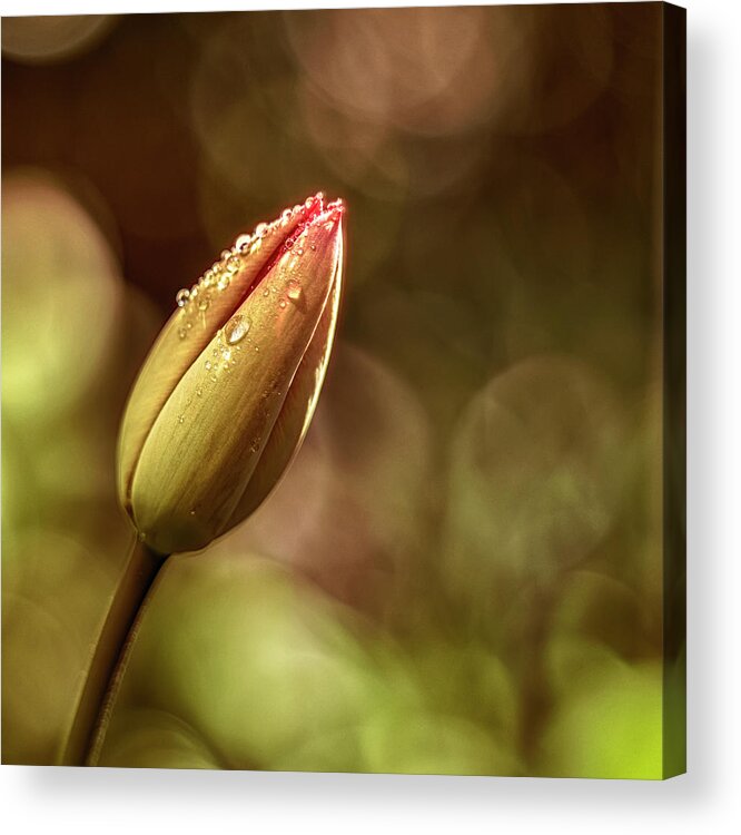 Nature Acrylic Print featuring the photograph Tulip by Plamen Petkov