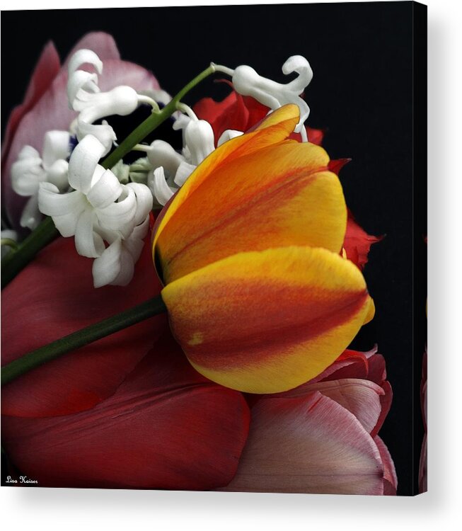 Tulip Acrylic Print featuring the photograph Tulip Spring by Lisa Kaiser