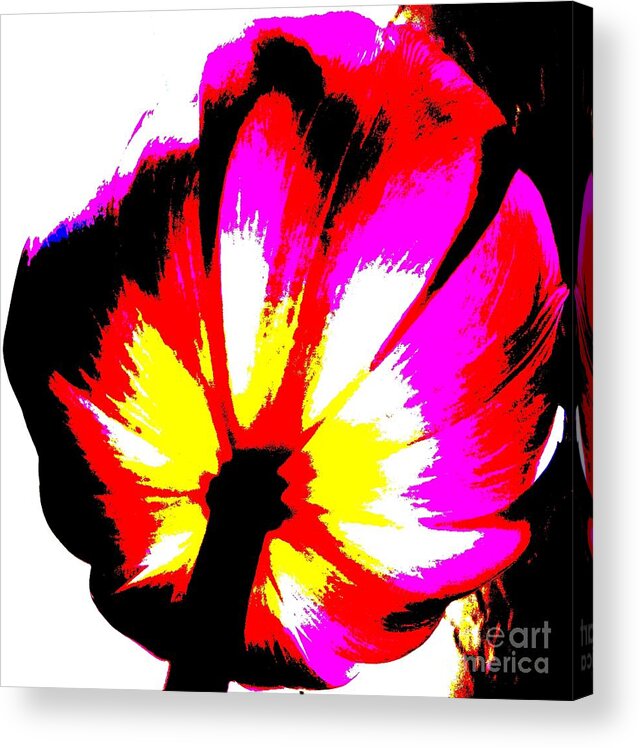 Tulip Acrylic Print featuring the photograph Tulip by Tim Townsend