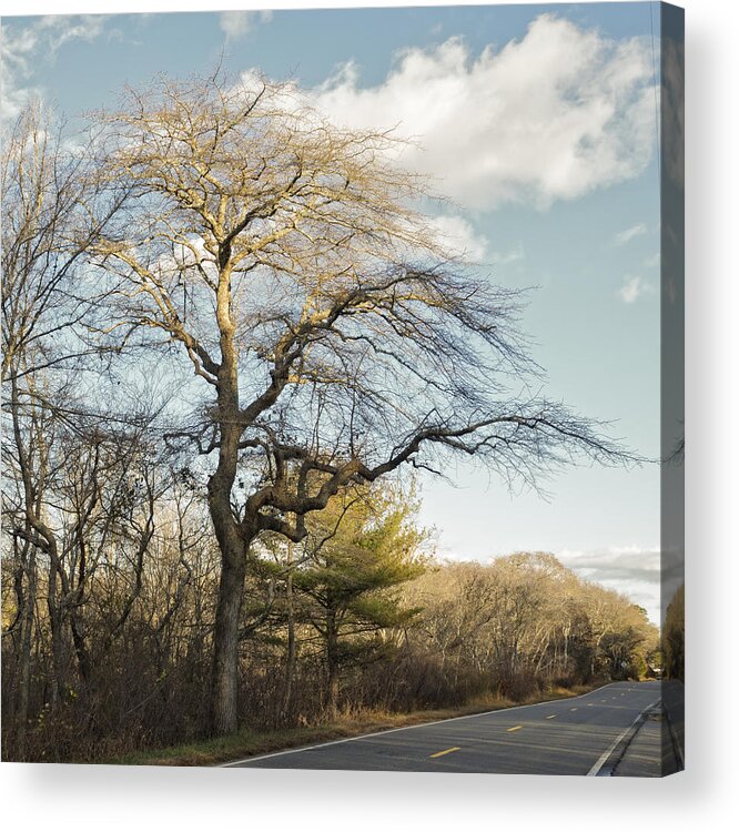 Cape Cod Acrylic Print featuring the photograph Tupelo Tree by Frank Winters