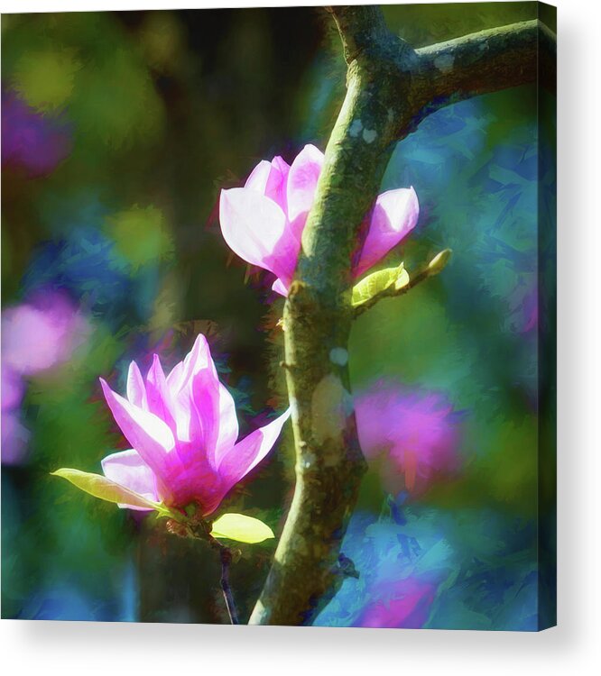 Liriodendron Acrylic Print featuring the photograph Tulip Tree by James Barber
