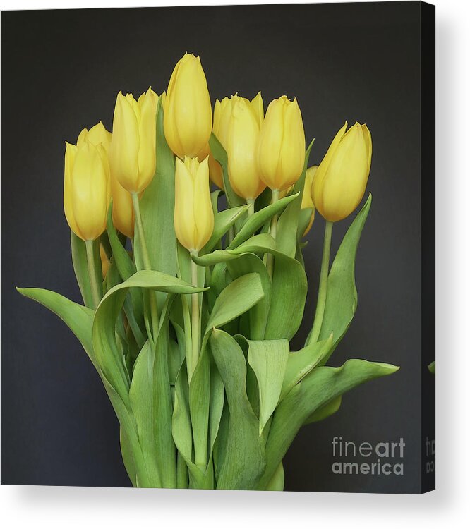 Tulips Acrylic Print featuring the photograph Tulips by the Dozen by Ann Horn