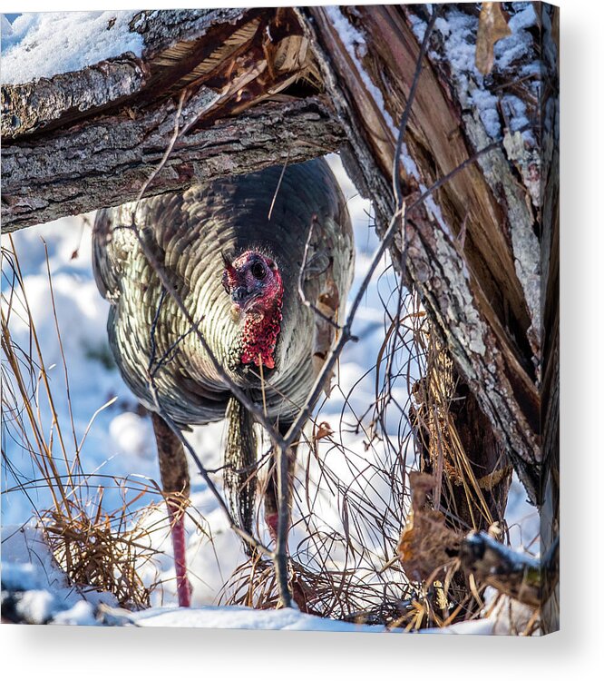 Wild Turkey Not The Whiskey Acrylic Print featuring the photograph Turkey In the Brush by Paul Freidlund