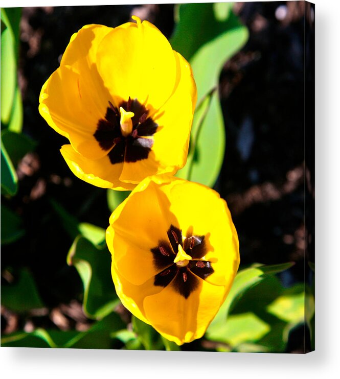 Related Tags: Flowers Artwork Acrylic Print featuring the photograph Two Tulips 2 by Robert Pearson